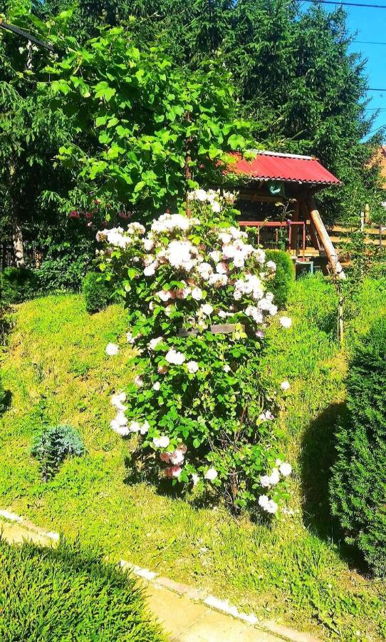 Casa Bradul Verde Bran  Buitenkant foto